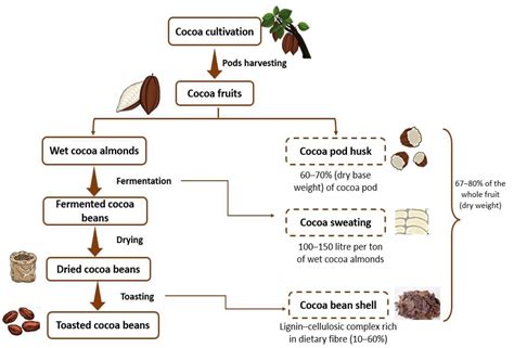 Cacao Beans: Applications in Confectionery and Flavor Enhancement for Beverages!