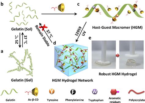  Juncture Gelatin: Redefining Strength and Biocompatibility in Regenerative Medicine!